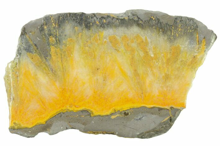 Polished Bumblebee Jasper Slab - Indonesia #338307